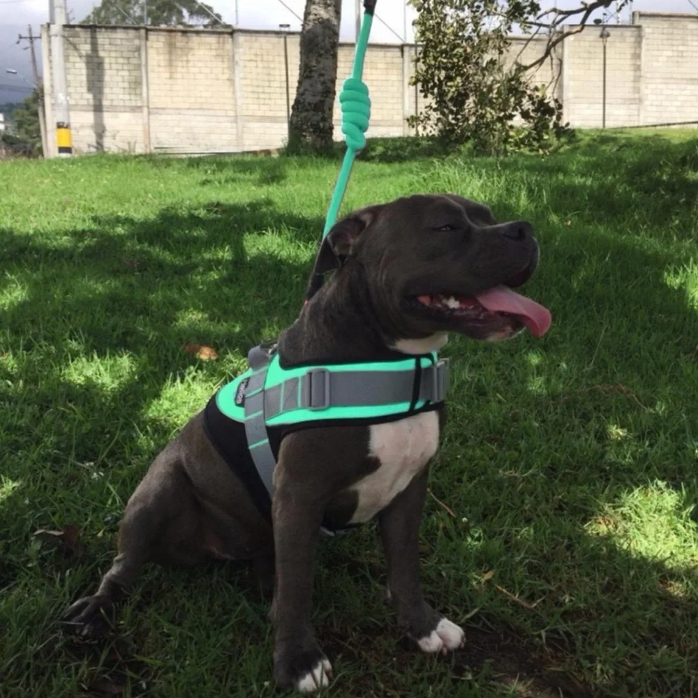 HELIOS • Teal Bark Mudder Leash Harness Dog Walker